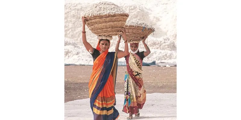 Government Extends Cotton Import Duty Exemption Until December 31, 2026